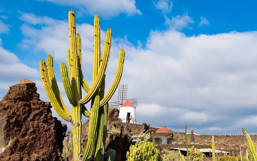 JardindeCactus-1420-Grande-1